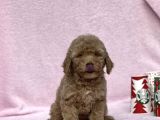 Orji̇nal Toy Poodle Kizimiz