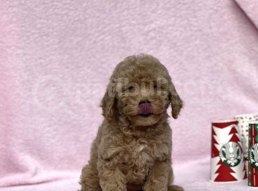 Orji̇nal Toy Poodle Kizimiz görsel