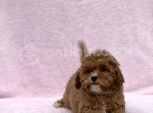 Safkan Mi̇ni̇ Toy Poodle Bebekler görsel