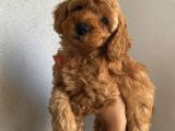 Ev Ortamında Büyüyen Poodle Yavrularımız