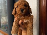Ev Ortamında Büyüyen Poodle Yavrularımız