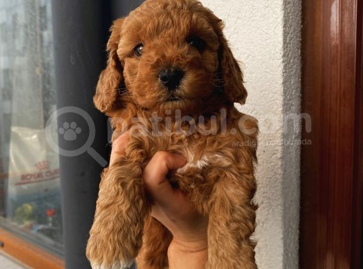 Ev Ortamında Büyüyen Poodle Yavrularımız görsel