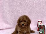 Irkinin En Güzel Toy Poodle Yavrulari