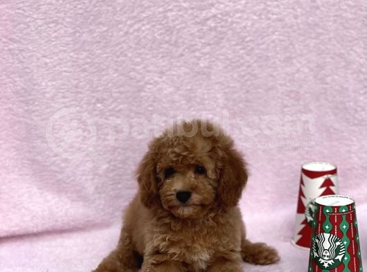 Irkinin En Güzel Toy Poodle Yavrulari görsel