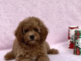 Irkinin En Güzel Toy Poodle Yavrulari