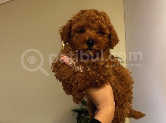 Aşılı Pasaportlu Poodle Yavrularımız görsel