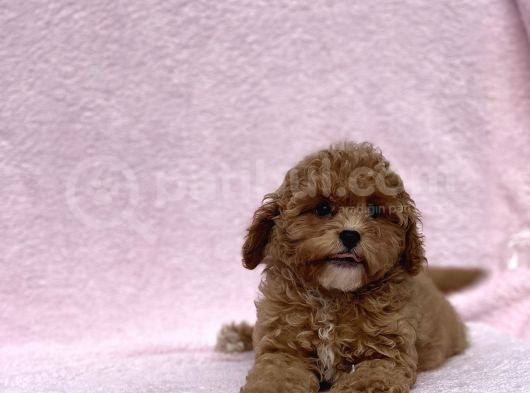 Safkan Mi̇ni̇ Toy Poodle Bebekler görsel