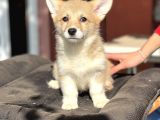 Turkiyede Tek Welsh Corgi Bebekler