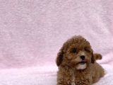 Safkan Mi̇ni̇ Toy Poodle Bebekler