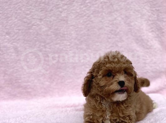 Safkan Mi̇ni̇ Toy Poodle Bebekler görsel
