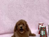 Irkinin en Güzel Toy Poodle Yavrulari