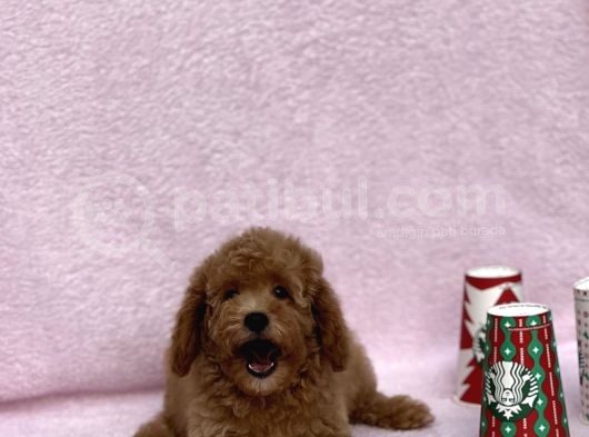 Irkinin En Güzel Toy Poodle Yavrulari