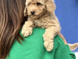 Apri̇cot Toy Poodle Yavrular
