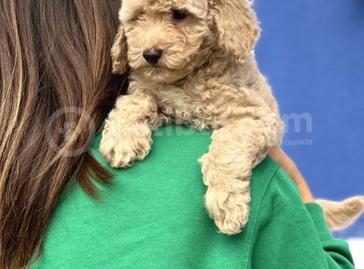 Apri̇cot Toy Poodle Yavrular görsel