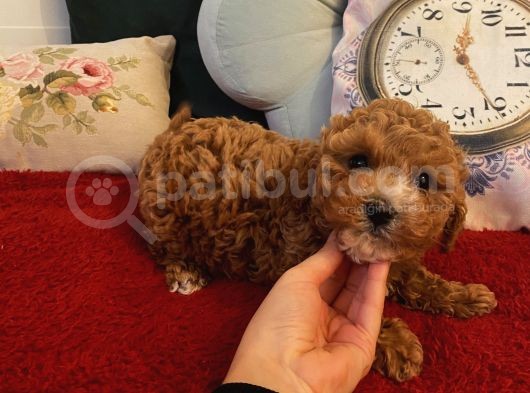 Ev Ortamında Büyüyen Poodle Yavrularımız