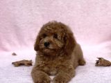 Irkinin En Güzel Toy Poodle Yavrulari