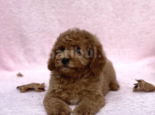 Irkinin En Güzel Toy Poodle Yavrulari görsel