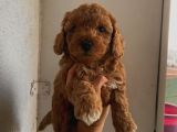 Aşılı Pasaportlu Poodle Yavrularımız