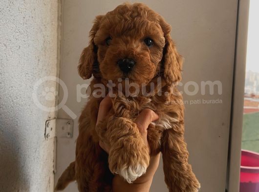 Aşılı Pasaportlu Poodle Yavrularımız görsel