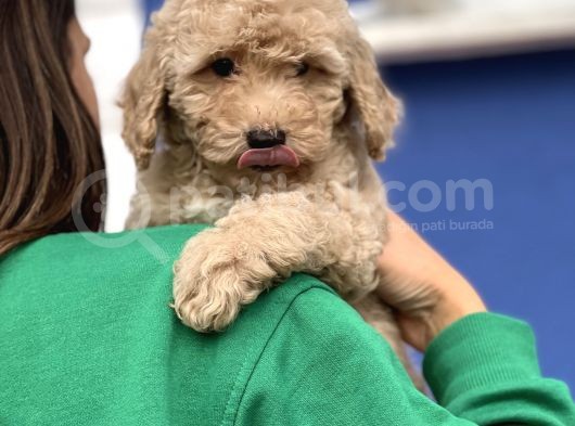 Apri̇cot Toy Poodle Yavrular