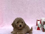 Orji̇nal Toy Poodle Kizimiz