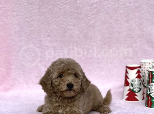 Orji̇nal Toy Poodle Kizimiz görsel