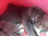 Yetişkin Scottish Fold Kızım