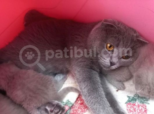 Yetişkin Scottish Fold Kızım