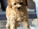 Sahi̇bi̇nden Toy Poodle Yavrulari Yeni̇ Yuvalarini Bekli̇yor
