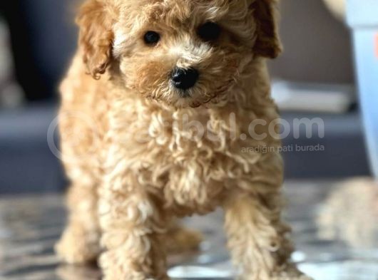 Sahi̇bi̇nden Toy Poodle Yavrulari Yeni̇ Yuvalarini Bekli̇yor