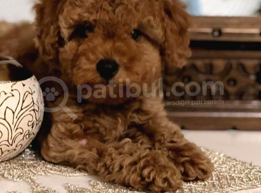 Sahi̇bi̇nden Toy Poodle Yavrulari Yeni̇ Yuvalarini Bekli̇yor görsel