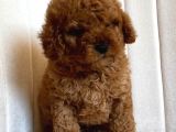 Sahi̇bi̇nden Toy Poodle Yavrulari Yeni̇ Yuvalarini Bekli̇yor
