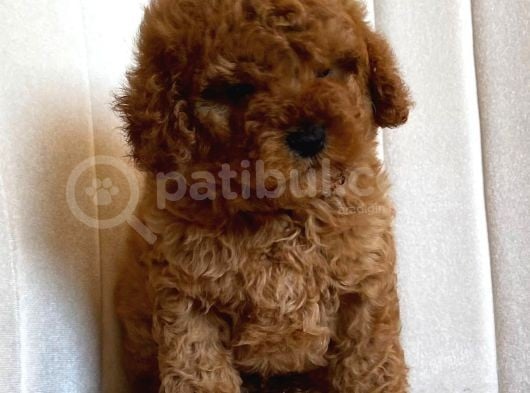 Sahi̇bi̇nden Toy Poodle Yavrulari Yeni̇ Yuvalarini Bekli̇yor görsel