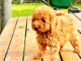 Sahi̇bi̇nden Toy Poodle Yavrulari Yeni̇ Yuvalarini Bekli̇yor