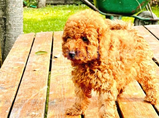 Sahi̇bi̇nden Toy Poodle Yavrulari Yeni̇ Yuvalarini Bekli̇yor görsel
