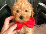 Sahi̇bi̇nden Toy Poodle Yavrulari Yeni̇ Yuvalarini Bekli̇yor