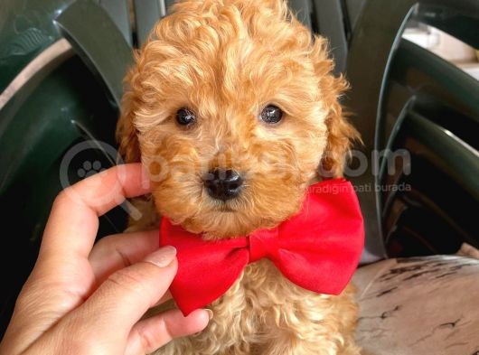Sahi̇bi̇nden Toy Poodle Yavrulari Yeni̇ Yuvalarini Bekli̇yor görsel