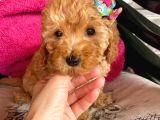 Sahi̇bi̇nden Toy Poodle Yavrulari Yeni̇ Yuvalarini Bekli̇yor