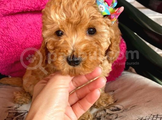 Sahi̇bi̇nden Toy Poodle Yavrulari Yeni̇ Yuvalarini Bekli̇yor görsel