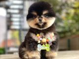 Pomeranian Boo Dişi Yavrumuz