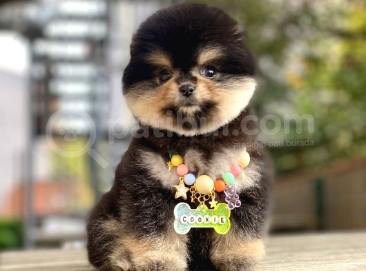 Pomeranian Boo Dişi Yavrumuz görsel