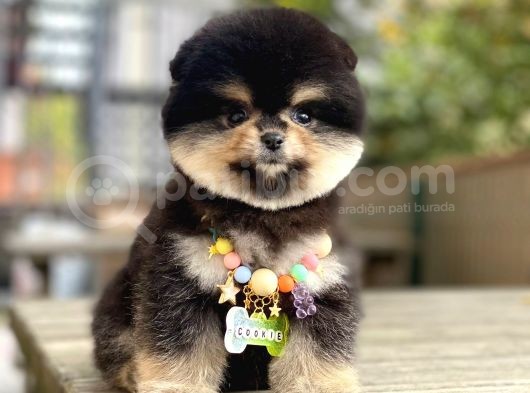 Pomeranian Boo Dişi Yavrumuz