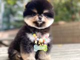 Pomeranian Boo Dişi Yavrumuz