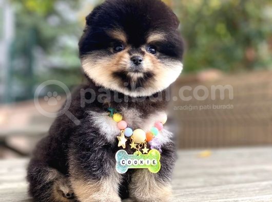 Pomeranian Boo Dişi Yavrumuz görsel