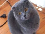 Yetişkin Scottish Fold Kızım