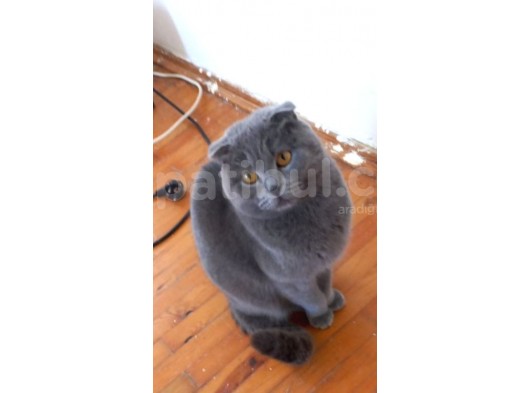 Yetişkin Scottish Fold Kızım görsel