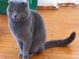 Yetişkin Scottish Fold Kızım