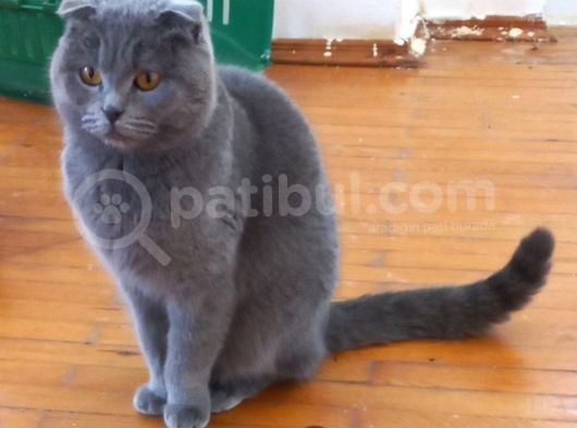 Yetişkin Scottish Fold Kızım görsel