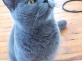 Yetişkin Disi British Shorthair
