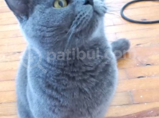 Yetişkin Disi British Shorthair